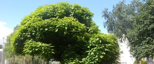 Catalpa ?