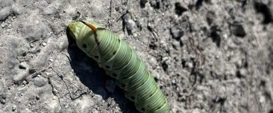 Chenille sphinx