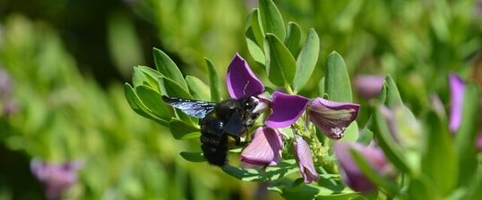 Bourdon noir