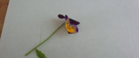 Pensée sauvage,viola tricolor