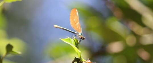 Calopteryx splendens - femelle