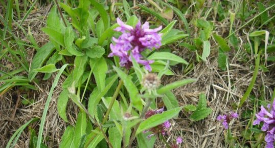 Stachys officinalis (bétoine officinale)