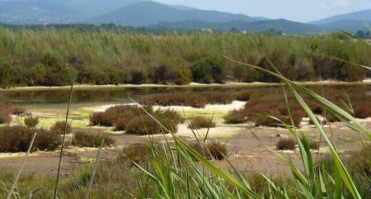 Anciens salins de Hyères (Var)