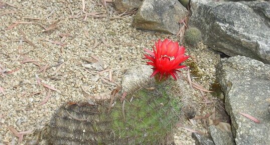 Cactus en fleur