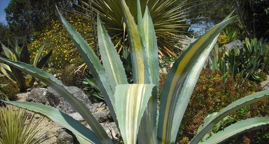 Agave américana