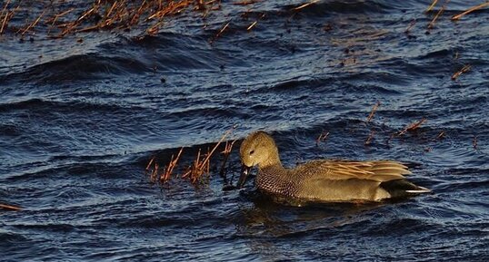 Canard chipeau