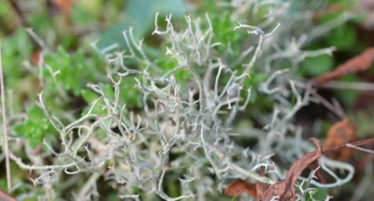 Lichen