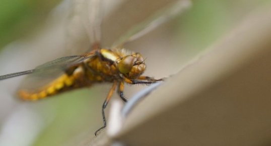 Libellula fulva