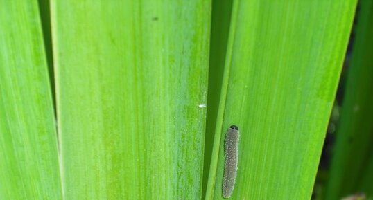 Larves de Rhadinoceraea mican