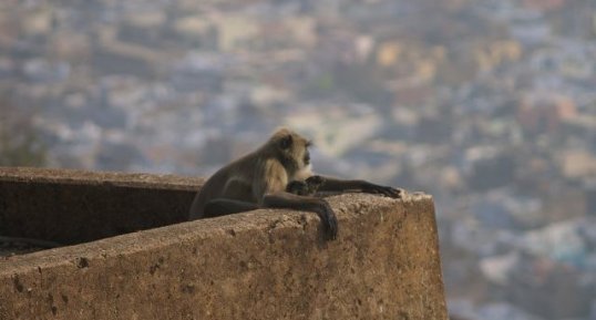 Makake india (bundi-castle))