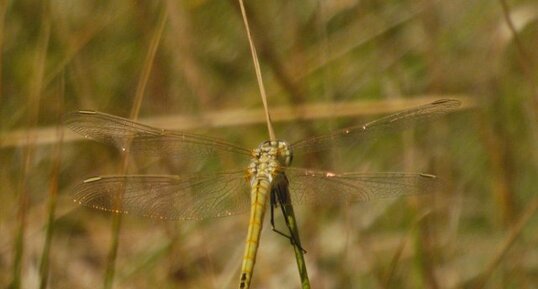 Sympetrum de Fonscolombe Sympetrum fonscolombii sous réserve