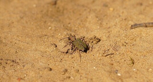 Cicindele pseudomaroccana