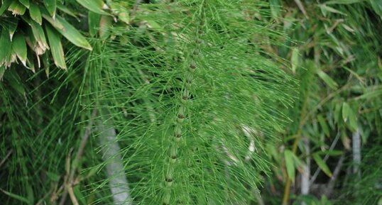 Prêle des champs - Equisetum arvense