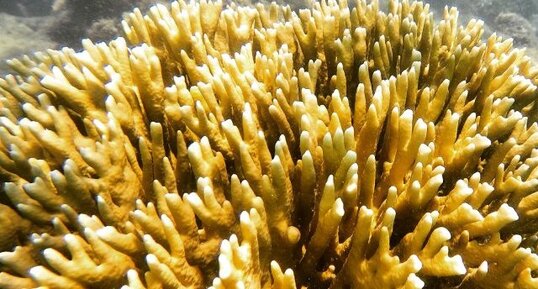 Millepora alcicornes