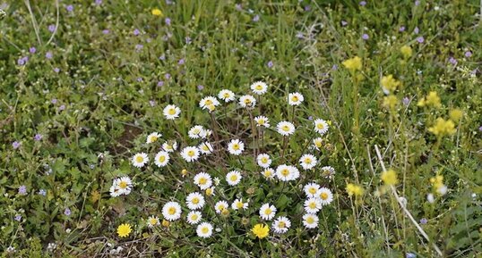 Pâquerettes annuelles