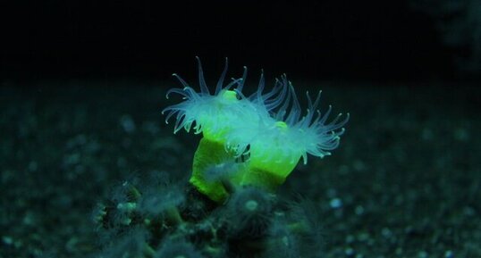 Corail jaune (dendrophyllia gornigera)