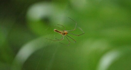 Tetragnatha dorsata - sous réserve