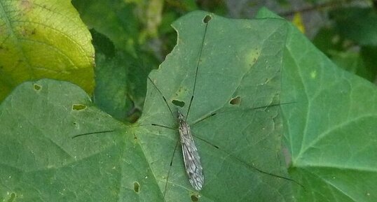 Tipule Trichocera sp