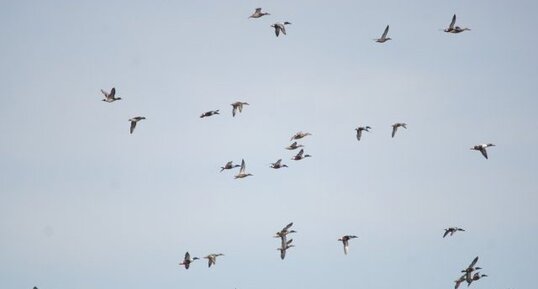 Volée de Canards souchet