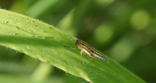 Cicadelle verte juvénile