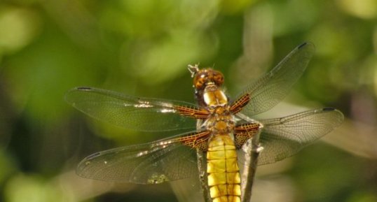 Libellule déprimée femelle Libellula depressa