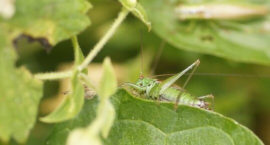 Conocephalus dorsalis mâle