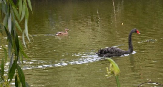 Cygne noir