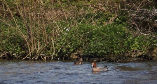 Canard siffleur