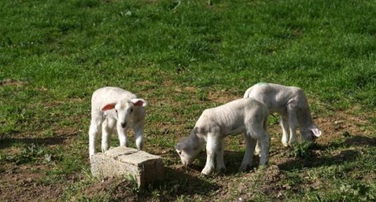 Agneaux de mouton boulonnais