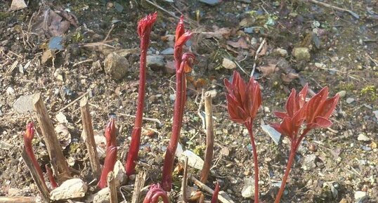 Jeunes pousses de pivoine de Chine