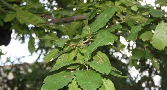 Chêne à feuille de Châtaignier