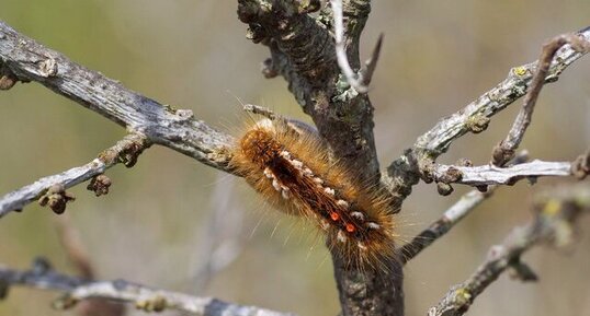 Chenile de bombyx - Lasiocampidae