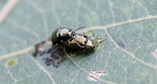 Crepidodera sp. - sous réserve