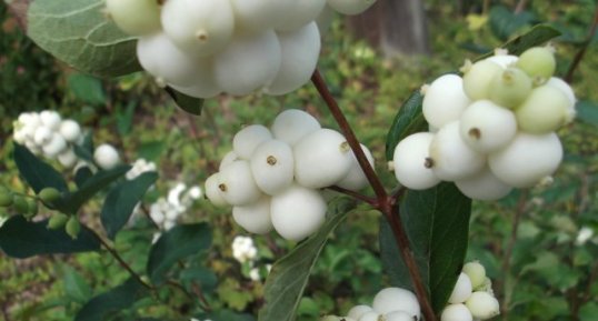 Symphorine blanche, Symphoricarpos albus