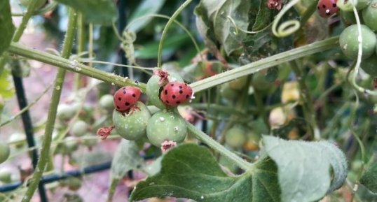 Coccinelle de la Bryone