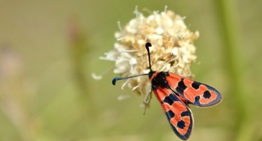 La Zygéne de la petite coronille (1)