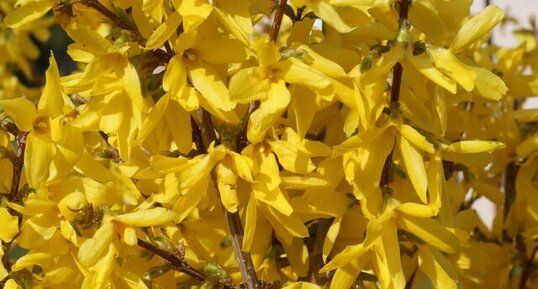 Fleur de forsythia