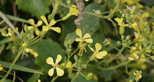 Fleur de radis maritime ???