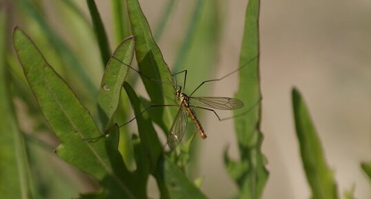 Tipule de pierre