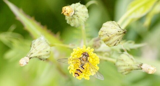 Epysyrphus balteatus - Syrphe ceinturé