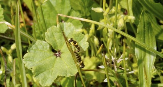 Reproduction de syrphidés