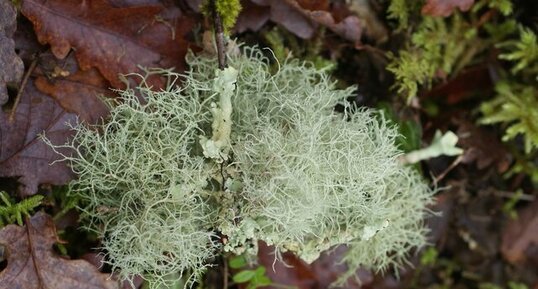 Lichen