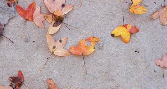 Feuilles d'érable de Montpellier - sous réserve