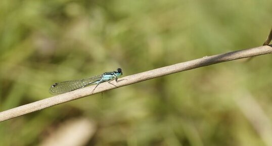 Agrion élégant