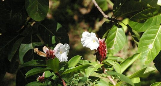 Cheilocostus speciosus