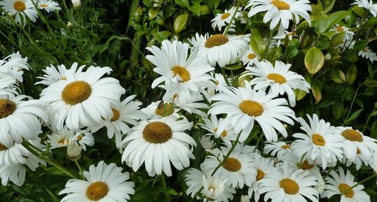 Grandes marguerites