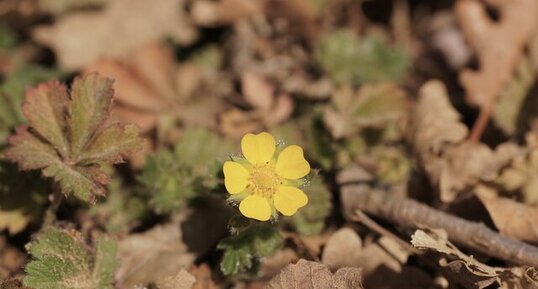 Potentille de printemps