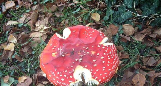 Amanita muscaria