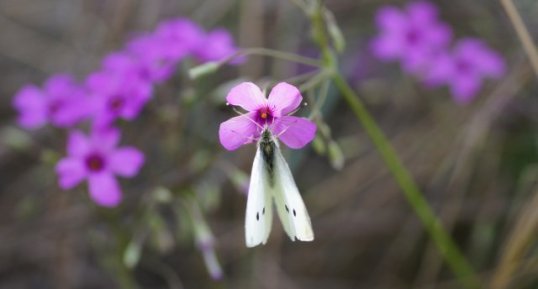 Piéridé sur une oxalis articulata