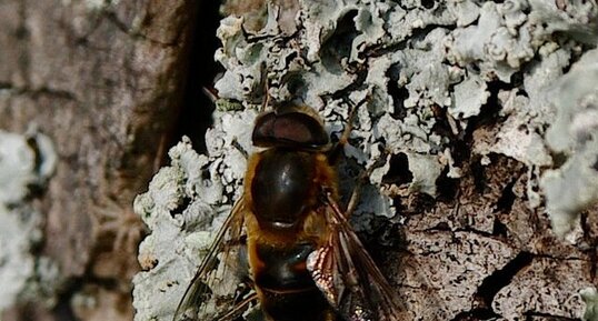 Eristalis sp.